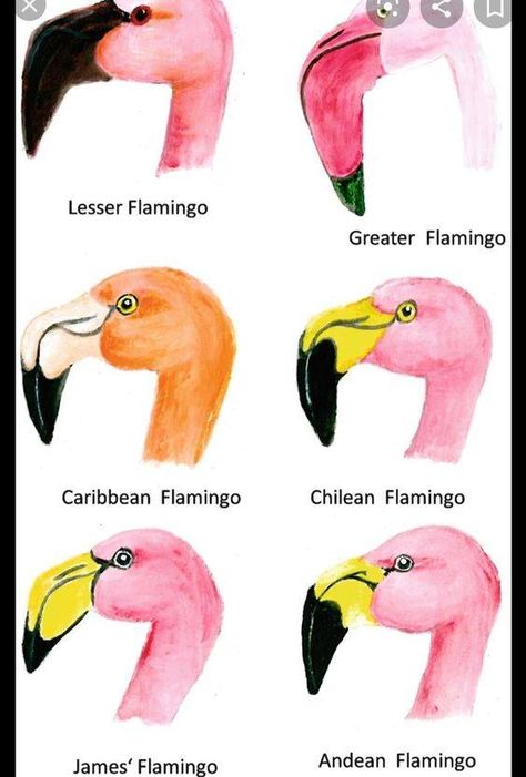 Flamingo Artwork, Flamingo Pictures, Flamingo Craft, Flamingo Art Print, Fancy Flamingo, Flamingo Painting, Flamingo Theme, Flamingo Decor, Crazy Bird