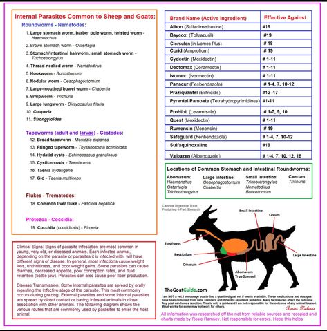 Goat Health, Goat Care, Dairy Goats, Vet Tech, Sheep, Goats, Animals