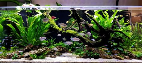 Fish Tank Design Ideas, Discus Fish Tank, Blackwater Aquarium, Aquascape Inspiration, Long Aquarium, Planted Aquarium Ideas, Aquarium Background Ideas, Cool Aquariums, Discus Tank