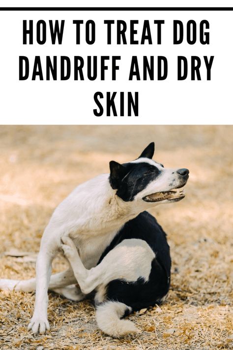 Dog dandruff is a very common problem and one that may be related to a wide variety of health issues. #pets #dogdandruff Dog Dandruff Remedy Diy, Dog Dander Remedy, Dog Dandruff Remedy, Anti Itch For Dogs, Dog Losing Hair, Dog Dandruff, Deworming Dogs, How To Treat Dandruff, Dandruff Remedy