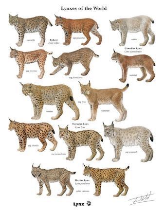 Lynx Lynx, Small Wild Cats, Cat Species, Animal Facts, Cat Facts, Domestic Cat, Animals Of The World, Lynx, Nature Animals