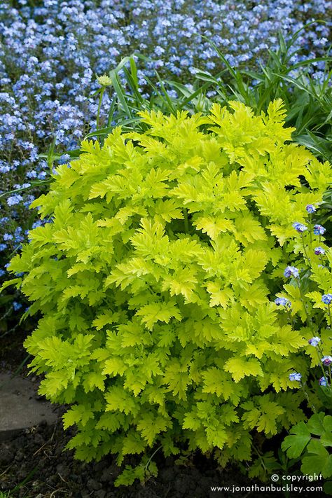 Tanacetum parthenium ‘Aureum’ - Golden feverfew - with forget-me-nots Golden Feverfew, Montana Garden, Tanacetum Parthenium, Lime Leaves, Backyard Plants, Perennial Flowers, Garden Design Plans, Plant Photography, Forget Me Nots