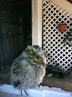 Crazy Owl, Funny Friday Memes, Funny Owls, Owl Pictures, Funny Birds, Baby Owls, Bird Photo, Cute Owl, Happy Animals