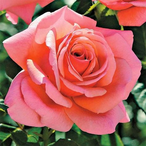 Jackson Perkins Roses, Rose Bushes, Rose Care, Rose Trees, Growing Roses, Rose Fragrance, Hybrid Tea Roses, Rose Bush, Plant Drawing