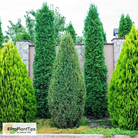 Privacy Landscaping Backyard, Shrubs For Privacy, Evergreen Landscape, Privacy Trees, Privacy Plants, Privacy Landscaping, Garden Shrubs, Fence Landscaping, Landscaping Supplies