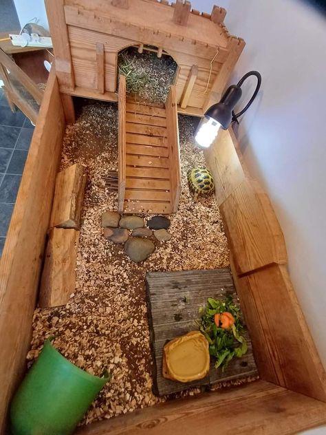 Horsefield Tortoise Enclosure Indoor, Indoor Tortoise Enclosure Ideas, Russian Tortoise Habitat Indoor, Indoor Tortoise Enclosure, Tortoise Enclosure Ideas, Tortoise Enclosure Indoor, Horsefield Tortoise, Tortoise House, Tortoise Enclosure