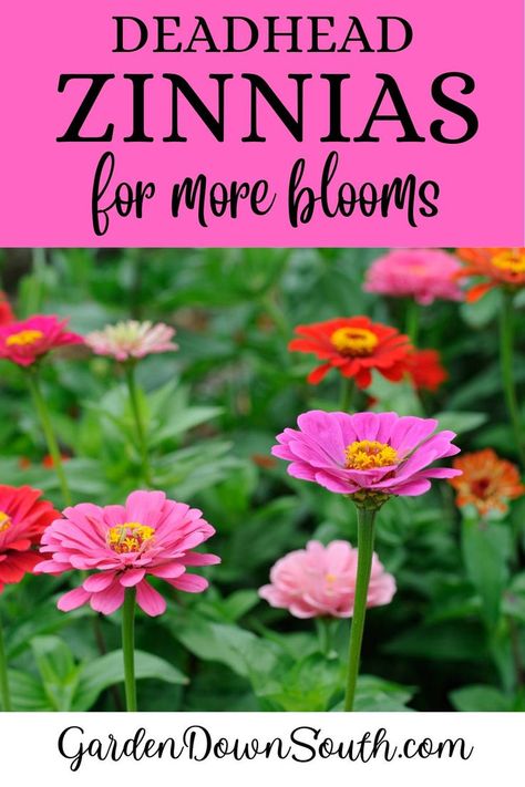 Want your zinnias to bloom all season long? Discover the simple yet powerful technique of deadheading! Learn how, why, and the amazing benefits of keeping your garden vibrant and full of color. 🌼 #GardeningTips #Zinnias #FlowerPower Garden Beds Backyard, Unique Raised Garden Beds, Beautiful Flower Beds, Diy Backyard Garden, Backyard Decoration Ideas, Backyard Raised Garden, Garden Bed Layout, Gardens Backyard, Flower Factory