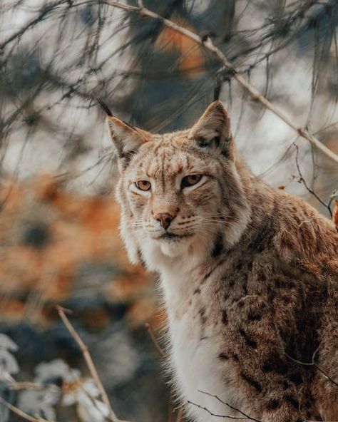 Lynx walking on grassy lawn in nature · Free Stock Photo Iberian Lynx, Cat Tattoos, Aesthetic Cat, Cats Aesthetic, Cat Aesthetic, Cat Wallpaper, Animal Wallpaper, Animal Quotes, Animal Tattoos