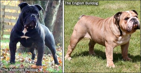 Victorian Bulldog vs English Bulldog Victorian Bulldog, Canine Teeth, Puppies Pictures, Bully Breed, Canine Tooth, Bully Breeds, Dog Stuff, English Bulldog, Bulldog