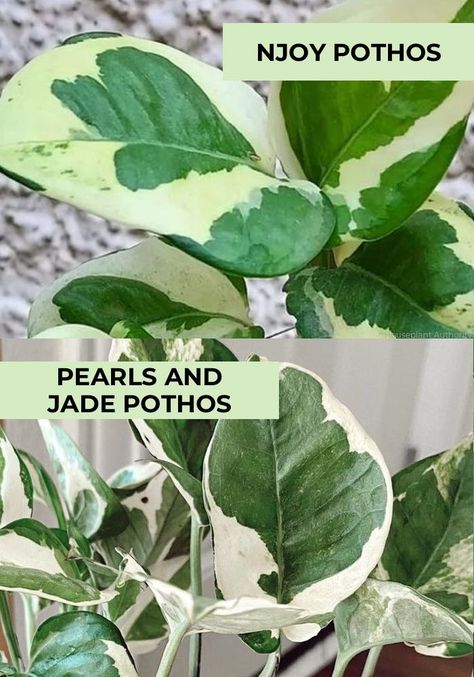 comparison of pothos njoy vs pearls and jade Njoy Pothos Plant, Pothos Njoy, N Joy Pothos, N'joy Pothos, Pothos Varieties, N’joy Pothos, Jade Pothos, Pothos Plant Care, Pothos Plant