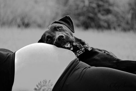 Maternity Pictures With Dog, Maternity Photos With Dog, Dog Baby Announcement, Maternity Studio Photoshoot, Fall Maternity Photos, Pregnancy Belly Photos, Maternity Photography Poses Couple, Maternity Photography Poses Pregnancy Pics, Maternity Photography Outdoors