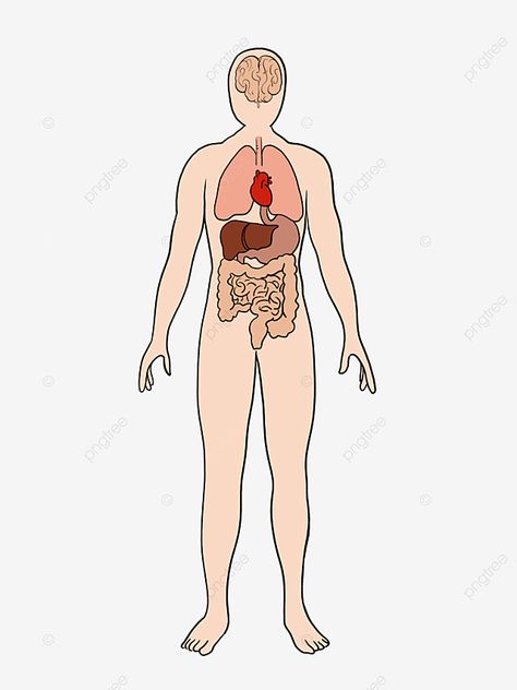 Bone Clipart, Human Body Skeleton, Human Clipart, Body Clipart, Anatomy Body Parts, Body Png, Body Skeleton, Skeleton Clipart, Human Body Structure