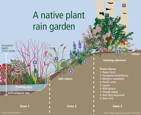 Rain Garden Design, Rain Gardens, Gardening 101, Dry Creek, Rain Garden, Native Garden, Trees And Shrubs, Types Of Plants, Water Garden