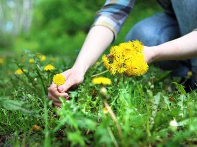 Harvesting Dandelion Flower, Harvest Dandelion, Picking Dandelions, Dandelion Diy, Dandelion Uses, Herbs Healing, Homesteading Hacks, Dandelion Pictures, Herbs Uses