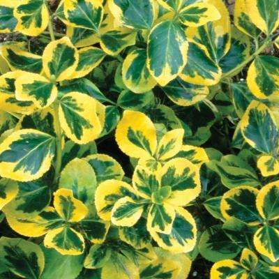 Gold Splash Wintercreeper (Euonymus) Live Evergreen Shrub, Green and Yellow Foliage, 1 Gal. Winter Creeper, Golden Euonymus, Gold Splash, Evergreen Landscape, Shrubs For Privacy, Conifers Garden, Burning Bush, Plant Catalogs, Garden Shrubs