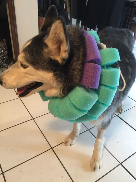 Used two pool noodles since my husky is a big boy. Pool Noodle Dog Cone, Taking Care Of Pets, Dog Cone Alternative, Husky Training, Dog Jacket Patterns, Dog Cone, Diy Valentine Gift, Dog Ramp, Pool Noodle