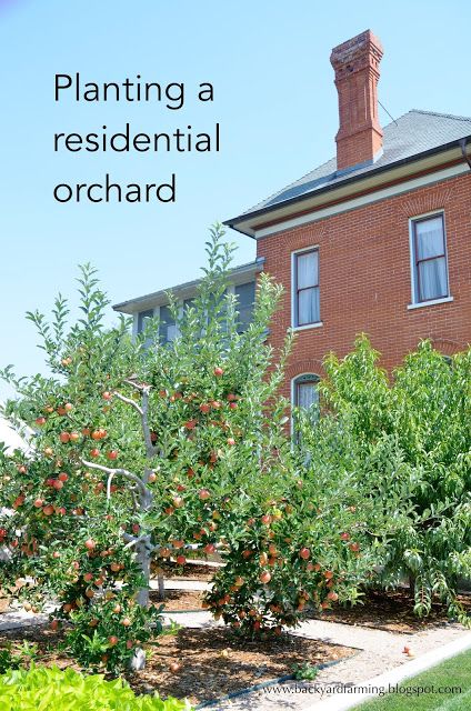 Ideas for planting an apple, peach and pear orchard in a home garden. Peach Tree Landscaping, Small Orchard Garden, Fruit Tree Front Yard, Small Orchard, Orchard Design Layout Fruit Trees, Home Orchard, Fruit Tree Orchard, Home Fruit Orchard, Planning An Orchard