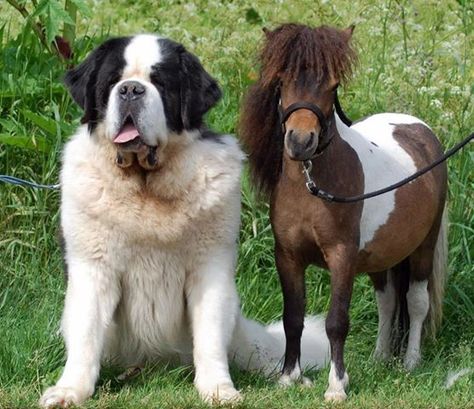 big dog, little horse....or is that a regular horse and that dog is a monster from an another dimension Falabella Horse, St Bernard Dogs, Bernard Dog, Animals Friendship, Horses And Dogs, Miniature Horse, Big Dog, Horse Pictures, Horse Breeds