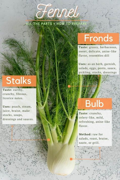 Simple Fennel Salad with Cucumber | Minty Kitchen Fennel Fronds Uses, Fennel Leaves Uses, Fennel Salad Recipes, Recipes With Fennel, Fennel Uses, Simple Fennel Salad, Cooking Fennel, Roast Fennel Salad, Fennel Herb