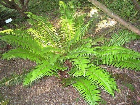 Polystichum munitum | Architectural Plants Green Traffic Light, Fatsia Japonica, Architectural Plants, Organic Mulch, Dry Well, Top Soil, Chelsea Flower, Chelsea Flower Show, Shade Plants