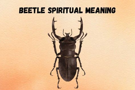 Beetle Spiritual Meaning and Symbolism (+Totem & Spirit) | What Spiritual Beetle Tattoo, Animal Meanings, Spiritual Meditation, Power Animal, Symbols And Meanings, Embrace Change, Spiritual Meaning, Animal Totems, Life Cycles