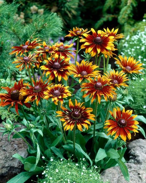 Black-Eyed Susan (Rudeckia) Varieties for the Flower Garden Rudbeckia Hirta, Minnesota Landscaping, Mexican Hat, Potager Garden, Planting Shrubs, Forest Garden, Pollinator Garden, Flower Landscape, Outdoor Flowers