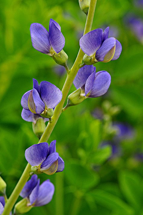 False Indigo. Pinned by www.mygrowingtraditions.com Blue Perennials, False Indigo, Baptisia Australis, Indigo Flower, Bird Strike, Indigo Plant, Wild Flower Meadow, Pond Landscaping, Flower Meadow