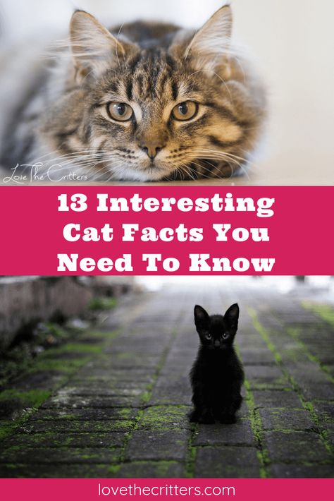 13 interesting cat facts and tips you need to know, weird truths, health facts #cats #catfacts #interesting via @lovethecritters Cat Facts Interesting, Savannah Cat For Sale, Random Cat, Cat Nutrition, Cat Ideas, Cat Spray, Savannah Cat, Kitty Stuff, Cats For Sale