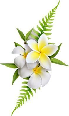 Flores Plumeria, Ideas For Flowers, Plumeria Flowers, Flowers Png, Art Tropical, Pola Sulam, Plant Drawing, Hawaiian Flowers, Tropical Art