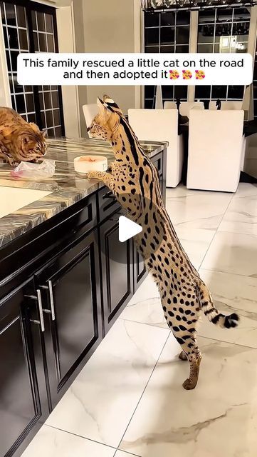 Cat Tiktok, Serval Cat, Katt Diy, Serval Cats, Cute Cat Memes, Amazing Animal Pictures, Exotic Cats, Savannah Cat, Kitten Rescue