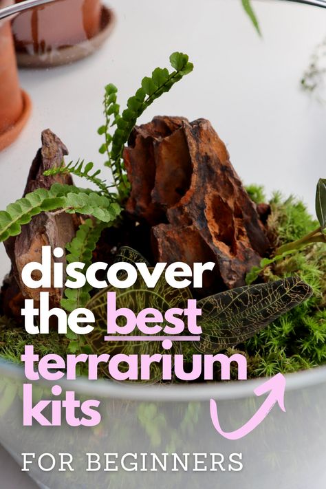 Embark on a creative journey into the miniature world of closed terrariums! 🌱 Whether you're a budding enthusiast or an experienced terrarium artist, our handpicked selection of the finest DIY terrarium kits has something for everyone. Unleash your imagination and cultivate your own lush ecosystem. Closed Terrarium Ideas Diy, Open Terrarium Ideas, Closed Ecosystem, Closed Terrarium Ideas, Closed Terrarium Plants, Unique Terrarium, Closed Terrarium, Large Terrarium, Terrarium Gifts