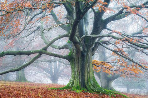 Beech Trees, Dream Fantasy, Beech Tree, Altered Book Art, Island 2, Old Trees, Tree Photography, Wood Tree, Walk In The Woods