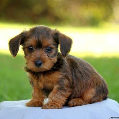 View & Explore All Dog Breeds | Greenfield Puppies List Of Dog Breeds, Adoptable Dachshund Dog, Dogs Poodle, Best Small Dogs, Adopted Dog, Doxie Puppies, Patterdale Terrier, Greenfield Puppies, Yorkie Mix