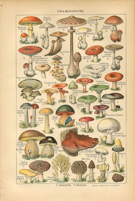 scientific illustration fungi Different Types Of Mushrooms, Mushroom Guide, Types Of Mushrooms, Adolphe Millot, Poisonous Mushrooms, Mushroom Drawing, Illustration Botanique, Vintage Mushroom, Mushroom Fungi