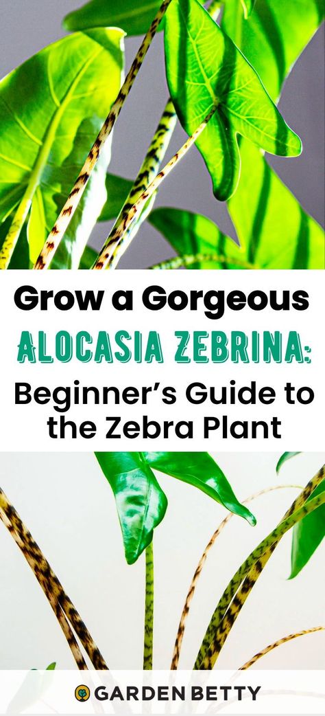 Like other tropical aroids, the zebra plant can be a little fussy to care for as a houseplant. But when you see the striking, zebra-patterned leaf stems that the plant is named for, you'll realize it's well worth the effort! Alocasia zebrina has particular needs when it comes to water, temperature, and humidity, but as long as you try to mimic its natural environment—the jungle—you'll get it down in no time. Bookmark this easy beginner's guide to growing zebrina indoors year-round! Alocasia Zebrina Care, Zebra Alocasia, Zebrina Plant, Garden Betty, Alocasia Zebrina, Growing Organic Vegetables, Rainforest Plants, Alocasia Plant, Zebra Plant