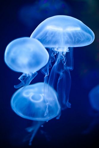 The Deep Blue | While looking through my back log of photos … | Flickr Bottle Jellyfish, Jellyfish Princess, Painting Jellyfish, Drawing Jellyfish, Jellyfish Facts, Tattoo Jellyfish, Jellyfish Lantern, Jellyfish Jewelry, Jellyfish Wallpaper