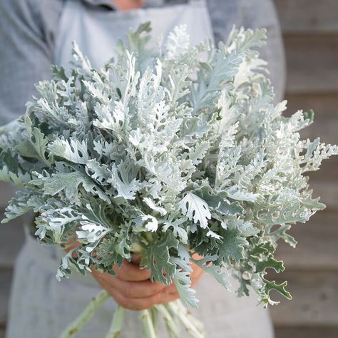 Candicans Dusty Miller Plant, Dusty Miller Bouquet, Silver Plant, Seed Packaging, Elegant Bouquet, Dusty Miller, Seed Saving, Plant Spacing, Heirloom Seeds