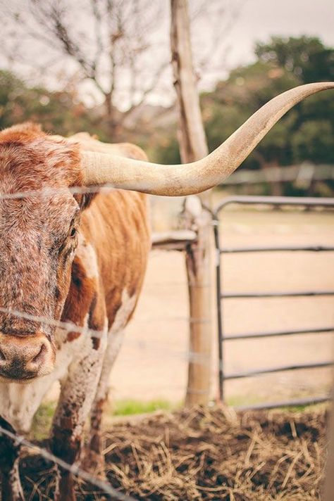 Cowboy Photography, Country Backgrounds, Longhorn Cattle, Western Photo, Longhorn Cow, Western Artwork, Western Photography, Cow Pictures, Western Wall Art