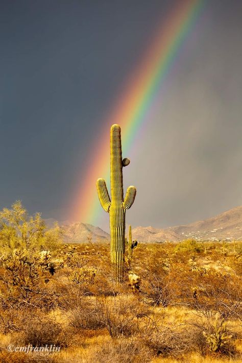 Catus Landscaping Wallpaper, Desert Sunset Painting, Arizona Scenery, Tucson Style, Christian Canvas Paintings, Cactus Paintings, Desert Places, Desert Aesthetic, Arizona Photography