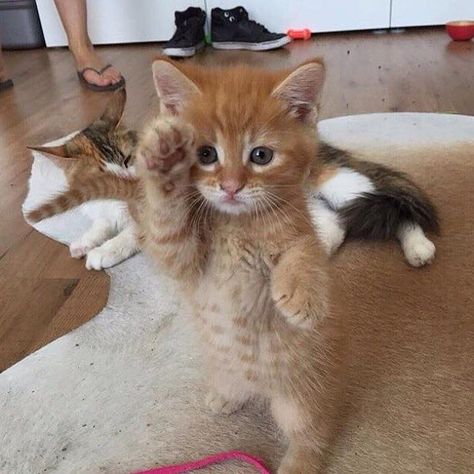 #Cute #little #orange #kitten #pretending to be a #soldier . . . . #photooftheday #catsofinstagram Cat Salute, Orange Kittens, Funny Cat Photos, Kitten Pictures, Funny Cats And Dogs, Kittens Funny, Funny Cat Memes, Funny Cat Pictures, Bengal Cat