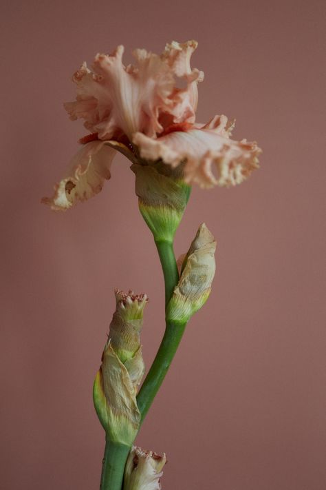 One of the things we love best about our natural ingredients is how they can capture the essence of a flower that blooms for just a few days or weeks at a particular time of year - and how we can then enjoy that scent in another season. Bearded iris, pictured, has a powdery, slightly earthy scent that comes in late spring. The root, when matured and made into orris butter, carries facets of the flower but with deeper hues. Perfume Ideas, Autumn 23, Somerset England, Earthy Scent, History Fashion, Bearded Iris, Late Spring, New Phone, Fashion Music