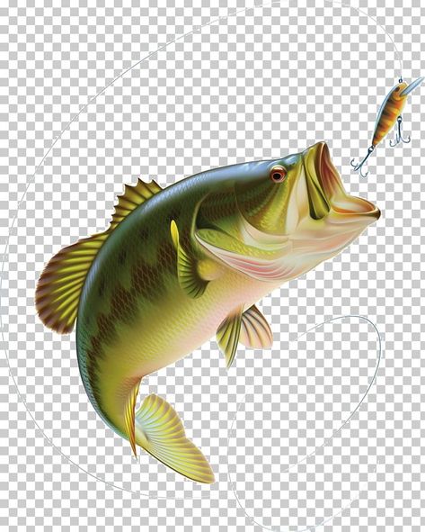 Large Mouth Bass, Bass Fishing Tips, Smallmouth Bass, Fishing Pictures, Largemouth Bass, Fish Drawings, Fish Painting, Going Fishing, Fish Art