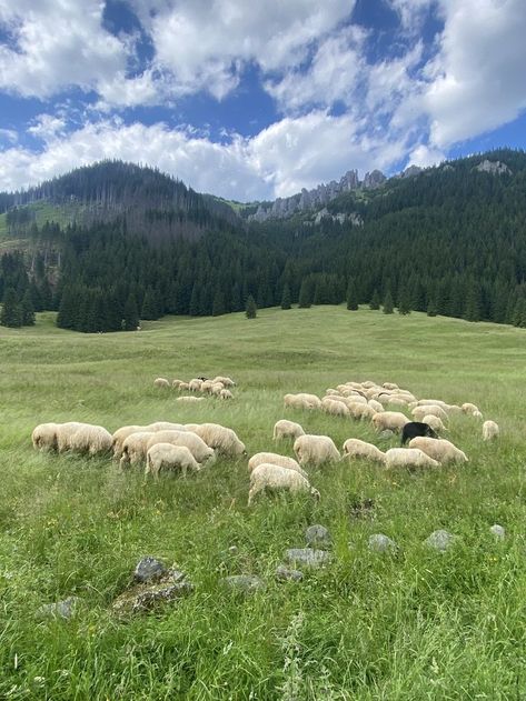 Mountain Aesthetic Landscape, Sheep Landscape, Cottagecore Life, Aesthetic Landscape, Mountain Aesthetic, Bible Verse Background, East Of Eden, Farm Lifestyle, Cottagecore Aesthetic