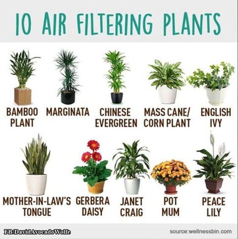 🌿 10 Air Filtering Plants for a Healthier Home! 🌿 Improve your indoor air quality naturally with these top air-filtering plants. Not only do they beautify your space, but they also work hard to keep the air you breathe clean and fresh. 🪴✨ Top Air Filtering Plants: Bamboo Plant: 🎍 A strong air purifier that’s easy to care for. Marginata: 🌱 Known for its ability to remove toxins from the air. Chinese Evergreen: 🍃 A resilient plant that filters a variety of air pollutants. Mass Cane/Corn Plan... Air Filtering Plants, Pinterest Plant, Air Cleaning Plants, Flowering House Plants, Household Plants, Plant Care Houseplant, Corn Plant, Inside Plants, Growing Plants Indoors