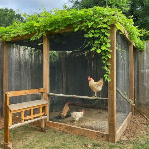 17 DIY Chicken Run Cheap Ideas » Comfy Ideas Diy Enclosed Chicken Run, Chicken Coop Cover Ideas, Diy Pallet Chicken Run, Chicken Run Hiding Places, Chicken Run Around Tree, Chicken Run Cover Ideas, Large Chicken Run Ideas, Cheap Chicken Coop Ideas, Chicken Pen Ideas Diy