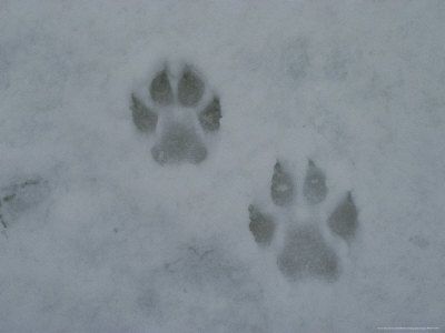 Footprints in the snow. Made by a Gray Wolf, (Canis Lupus.) Wolf Paw Print, Werewolf Aesthetic, Wolf Paw, Yennefer Of Vengerberg, Gray Wolf, Gray Aesthetic, Six Of Crows, Grey Wolf, White Wolf