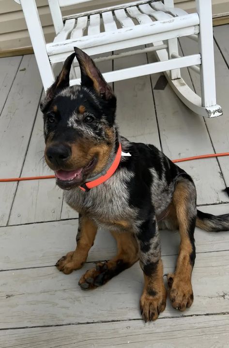 Beauceron Dog Puppies, Harlequin Beauceron, Beauceron Puppy, Beauceron Dog, Cool Dogs, Dog Boarding Facility, Beautiful Dog Breeds, Big Dog Breeds, Shepherd Mix Dog