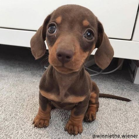 Happy Wiener Dog Wednesday 😊 . . . ? Weiner Dog Puppies, Puppy Dog Pictures, Baby Dachshund, Dachshund Puppies For Sale, Dachshund Puppy Miniature, Dapple Dachshund, Miniature Dachshund, Weenie Dogs, Funny Dog Pictures