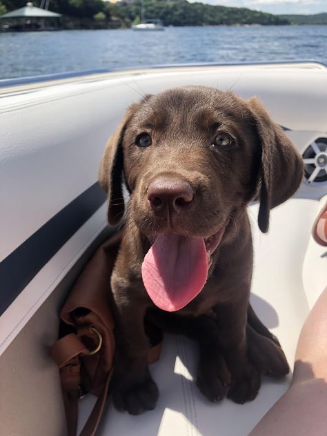 Brown Lab Aesthetic, Brown Lab, Tongue Out Tuesday, Chocolate Lab Puppies, Chocolate Labs, Cute Little Puppies, Lab Puppies, Chocolate Lab, Cute Dogs And Puppies