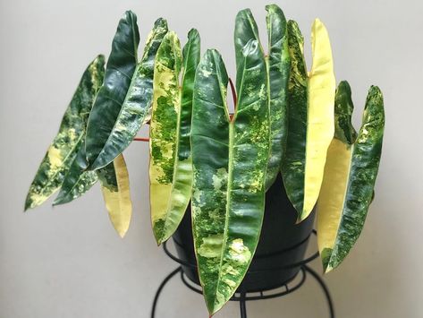 Philodendron Billietiae variegata Expensive Plants, Red Maple Bonsai, Philodendron Billietiae, Japanese Red Maple, Monstera Obliqua, Expensive Flowers, White Pine Tree, Bonsai Tree Care, Plant Wishlist